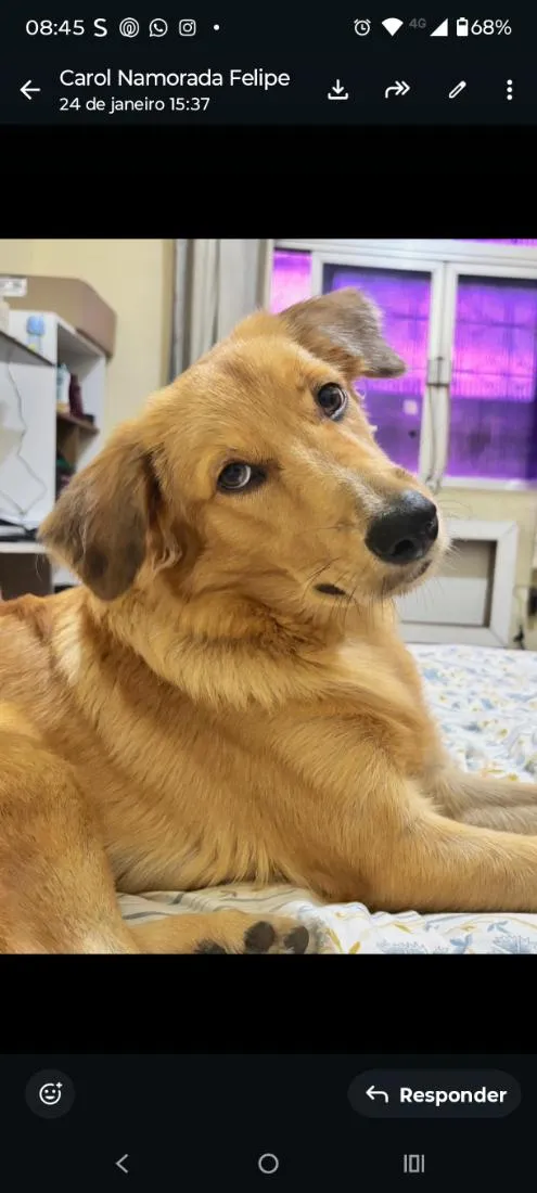 Cachorro raça Labrador idade 7 a 11 meses nome Marley