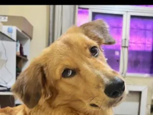 Cachorro raça Labrador idade 7 a 11 meses nome Marley