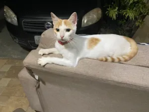 Gato raça SRD-ViraLata idade 1 ano nome Magrela