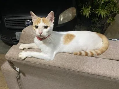 Gato raça SRD-ViraLata idade 1 ano nome Magrela