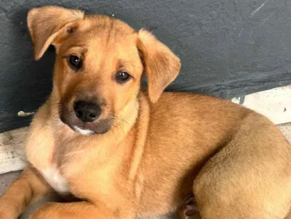 Cachorro raça SRD-ViraLata idade 2 a 6 meses nome Chloe
