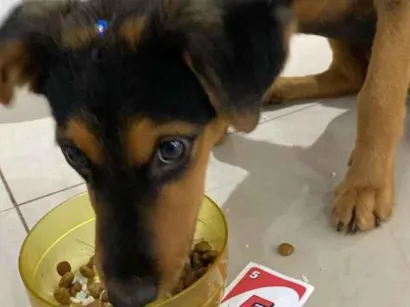 Cachorro raça SRD-ViraLata idade 2 a 6 meses nome Pity