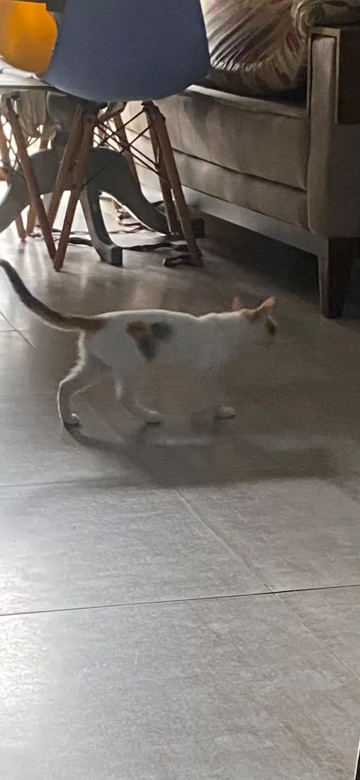 Gato raça SRD-ViraLata idade 2 a 6 meses nome Mia