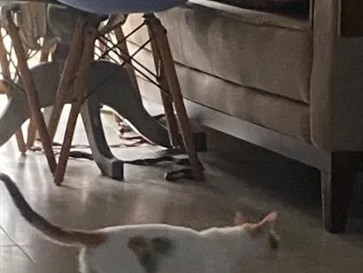 Gato raça SRD-ViraLata idade 2 a 6 meses nome Mia