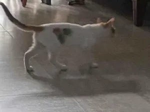 Gato raça SRD-ViraLata idade 2 a 6 meses nome Mia