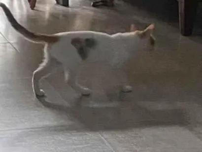 Gato raça SRD-ViraLata idade 2 a 6 meses nome Mia