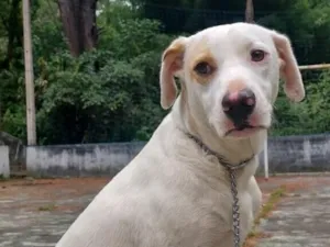 Cachorro raça SRD-ViraLata idade 2 anos nome Cocada