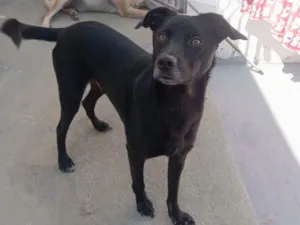 Cachorro raça SRD-ViraLata idade 2 anos nome Boris