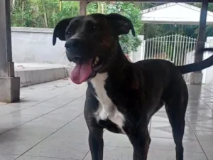 Cachorro raça SRD-ViraLata idade 2 anos nome Kaila