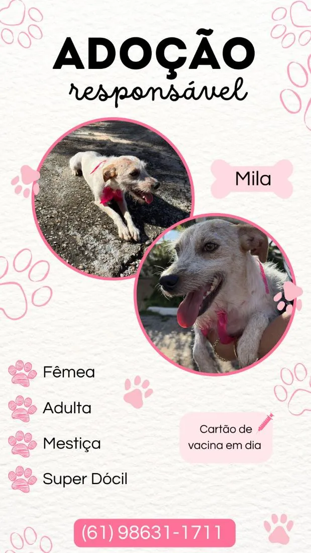 Cachorro raça SRD-ViraLata idade 2 anos nome Mila