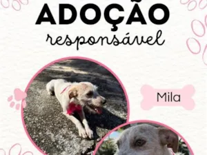 Cachorro raça SRD-ViraLata idade 2 anos nome Mila