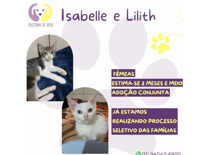Gato raça SRD-ViraLata idade 2 a 6 meses nome Isabelle e lilith