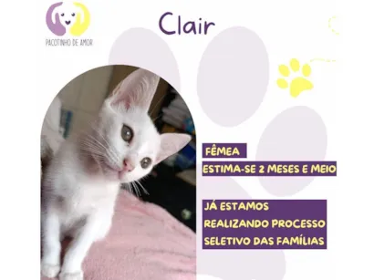 Gato raça SRD-ViraLata idade Abaixo de 2 meses nome Clair 