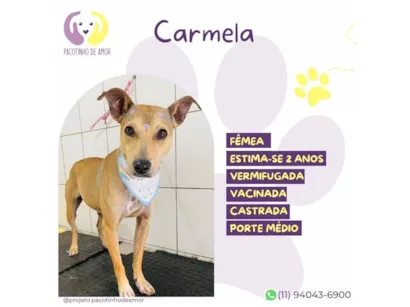 Cachorro raça SRD-ViraLata idade 2 anos nome Caramela