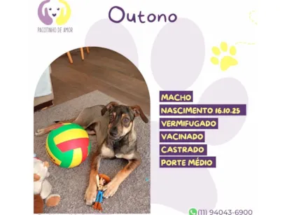 Cachorro raça SRD-ViraLata idade 7 a 11 meses nome Outono 