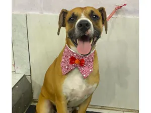 Cachorro raça SRD-ViraLata idade 1 ano nome Joaquim 