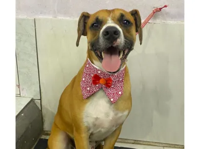 Cachorro raça SRD-ViraLata idade 1 ano nome Joaquim 