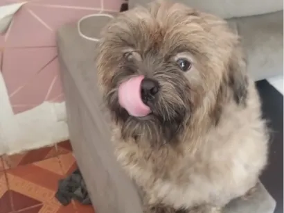 Cachorro raça SRD-ViraLata idade 2 anos nome Mike 