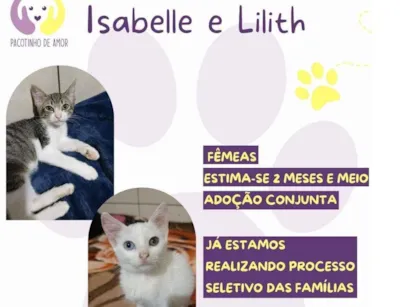 Gato raça SRD-ViraLata idade 2 a 6 meses nome Isabelle e lilith