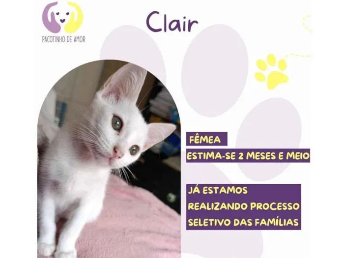 Gato raça SRD-ViraLata idade Abaixo de 2 meses nome Clair 