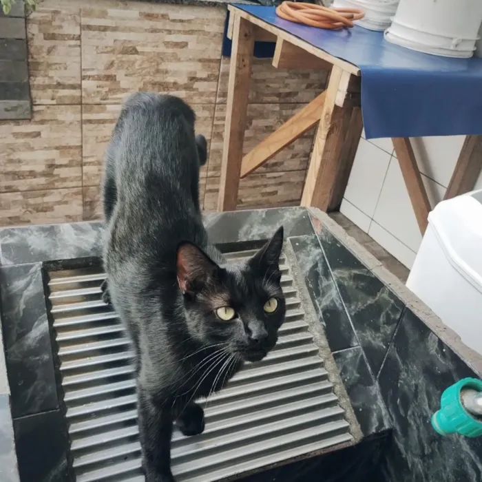 Gato raça SRD-ViraLata idade 1 ano nome Nina 