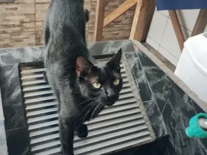 Gato raça SRD-ViraLata idade 1 ano nome Nina 