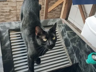 Gato raça SRD-ViraLata idade 1 ano nome Nina 