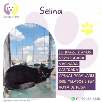 Gato raça SRD-ViraLata idade 2 anos nome Selina