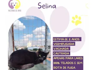 Gato raça SRD-ViraLata idade 2 anos nome Selina