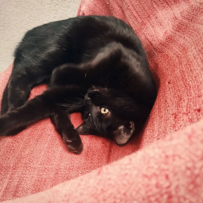 Gato raça SRD-ViraLata idade 1 ano nome Nina 