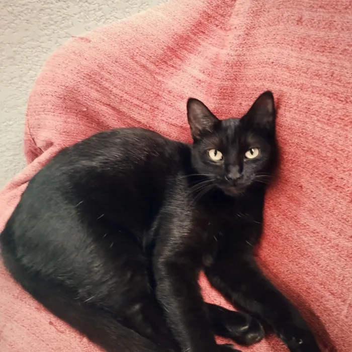 Gato raça SRD-ViraLata idade 1 ano nome Nina 