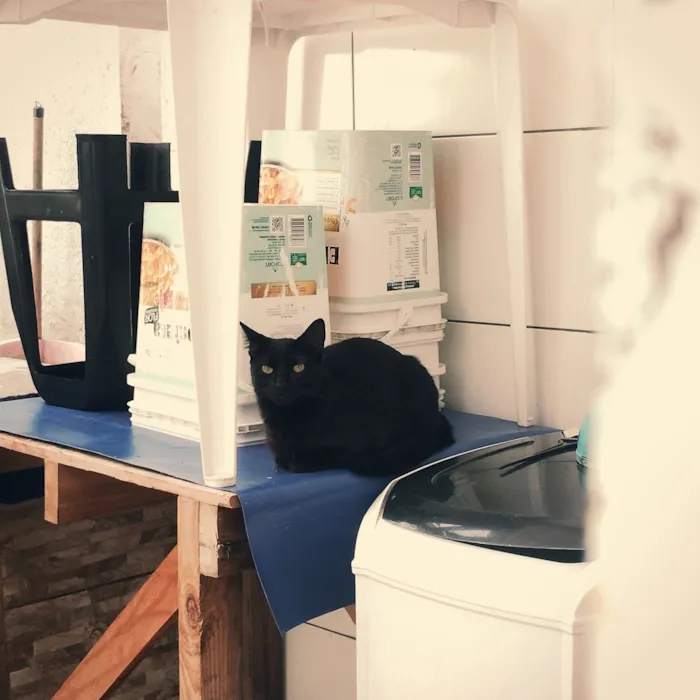 Gato raça SRD-ViraLata idade 1 ano nome Nina 