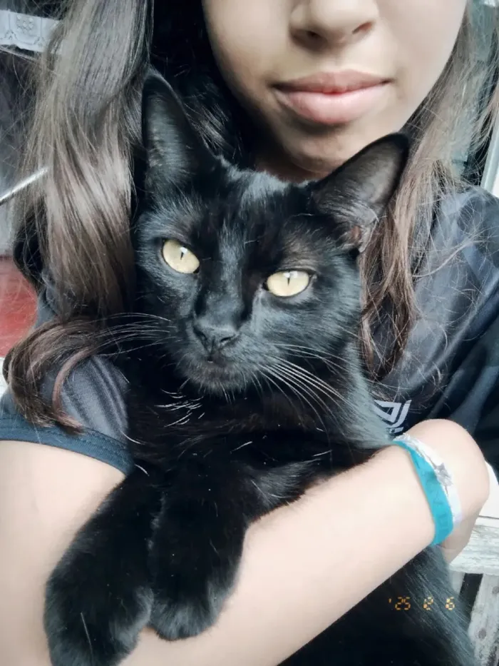 Gato raça SRD-ViraLata idade 1 ano nome Nina 