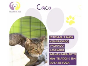 Gato raça SRD-ViraLata idade 3 anos nome Caco