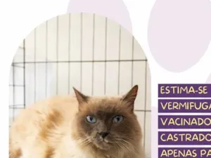 Gato raça SRD-ViraLata idade 6 ou mais anos nome Mano