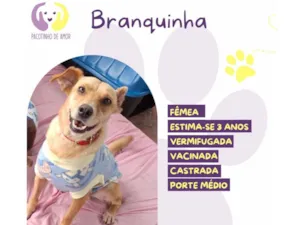 Cachorro raça SRD-ViraLata idade 6 ou mais anos nome Branquinha 