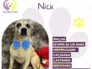 Cachorro raça SRD-ViraLata idade 7 a 11 meses nome Nick
