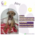 Alby