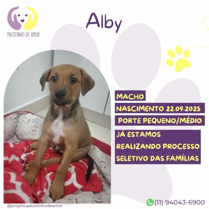Cachorro raça SRD-ViraLata idade Abaixo de 2 meses nome Alby