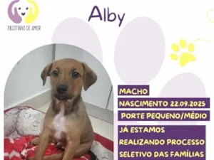 Cachorro raça SRD-ViraLata idade Abaixo de 2 meses nome Alby