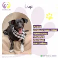 Lupi