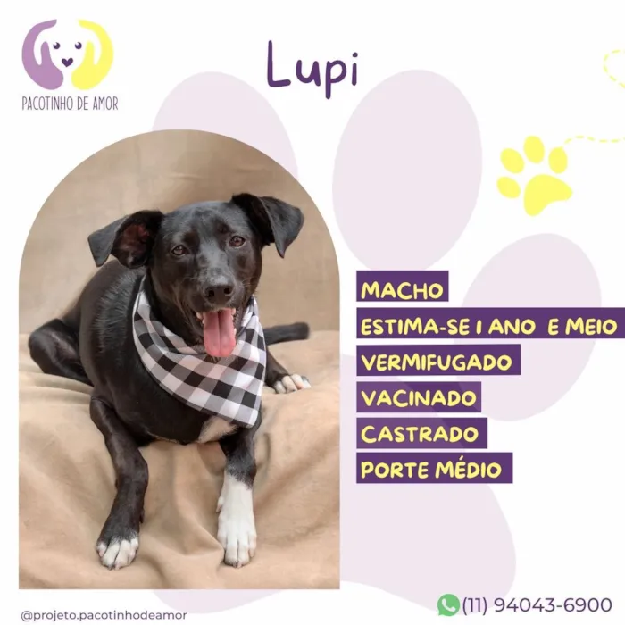 Cachorro raça SRD-ViraLata idade 1 ano nome Lupi