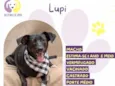 Lupi