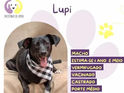 Cachorro raça SRD-ViraLata idade 1 ano nome Lupi