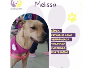 Cachorro raça SRD-ViraLata idade 1 ano nome Melissa 
