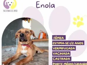 Cachorro raça SRD-ViraLata idade 2 a 6 meses nome Enola