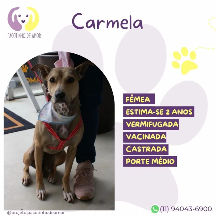 Cachorro raça SRD-ViraLata idade 2 anos nome Carmela