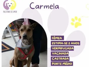 Cachorro raça SRD-ViraLata idade 2 anos nome Carmela