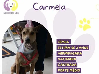 Cachorro raça SRD-ViraLata idade 2 anos nome Carmela