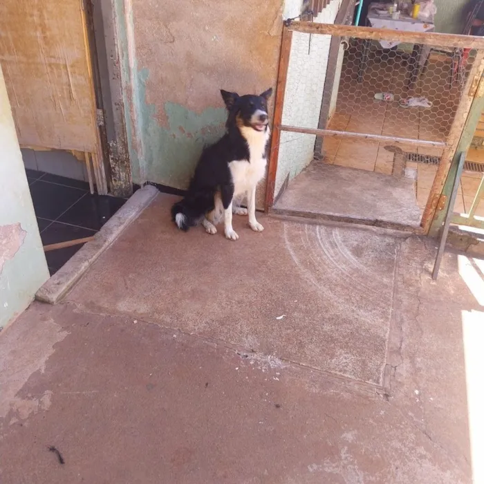Cachorro raça Border Collie idade 1 ano nome Mel